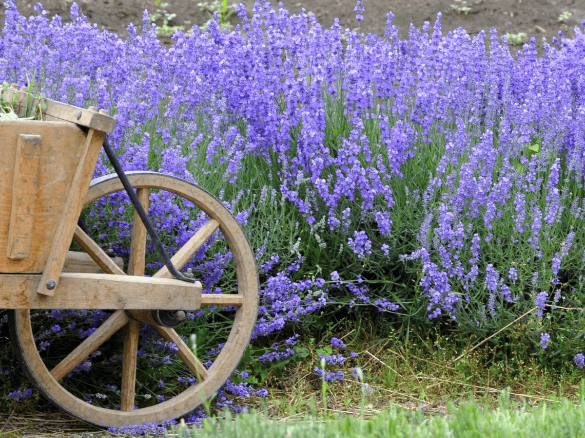 Your Guide to Growing Lavender the Flower Farmer Way