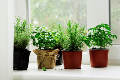 5 Easy Tips for Growing a Fabulous Indoor Herb Garden
