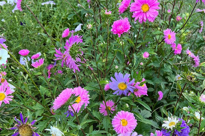How to Grow Aster Flowers to Star in Your Summer & Fall Garden
