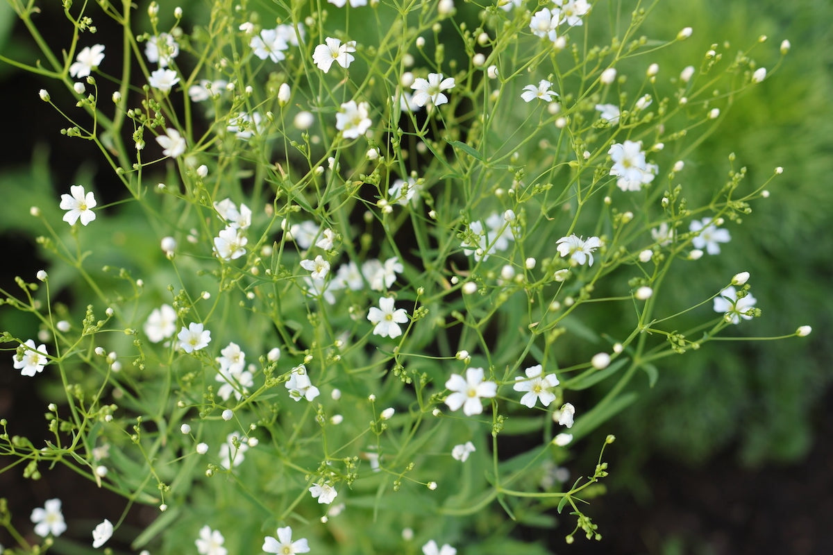 Small Wonder: Growing Baby's Breath from Seed to Floral Filler