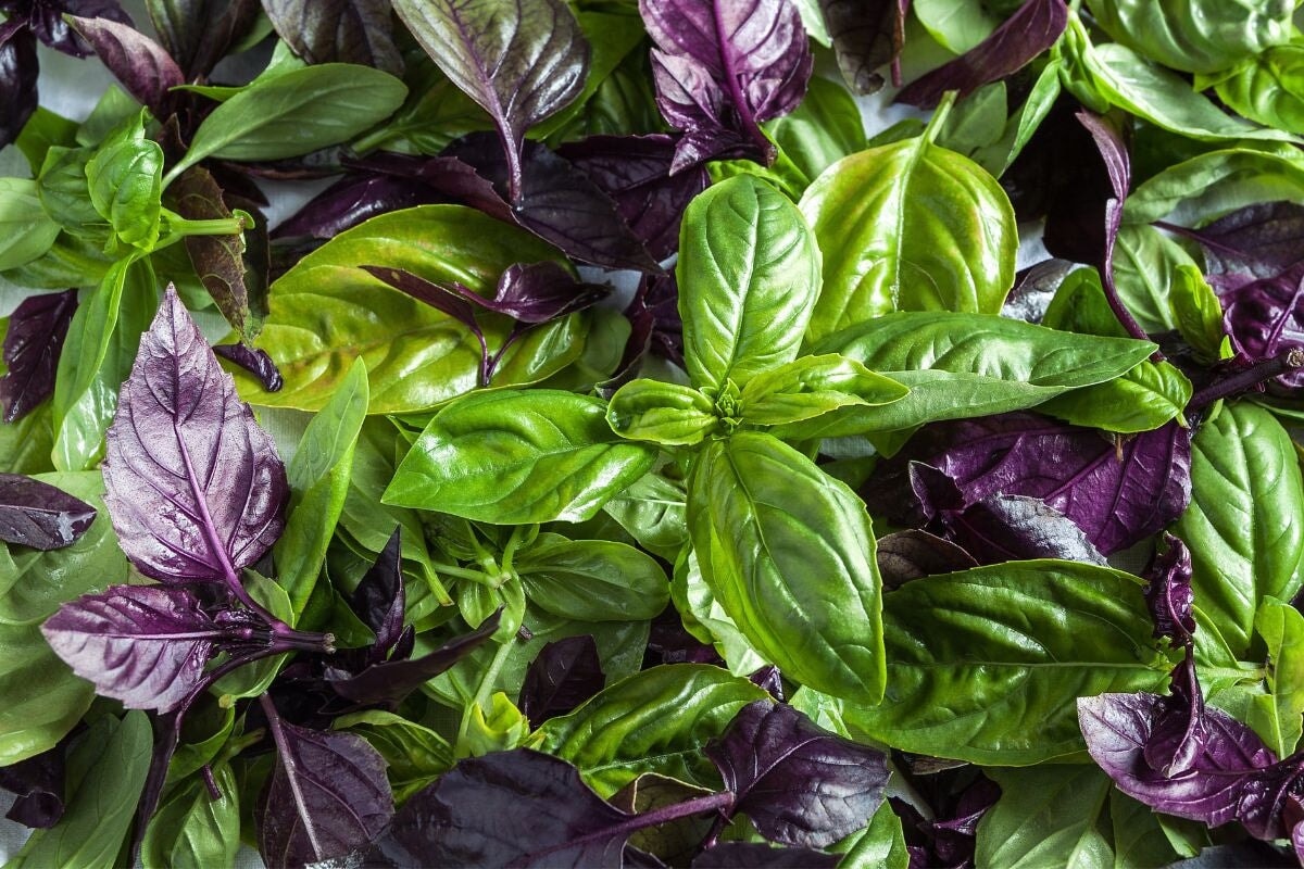 Basil Varieties Exploring the Different Types to Grow in Your Garden