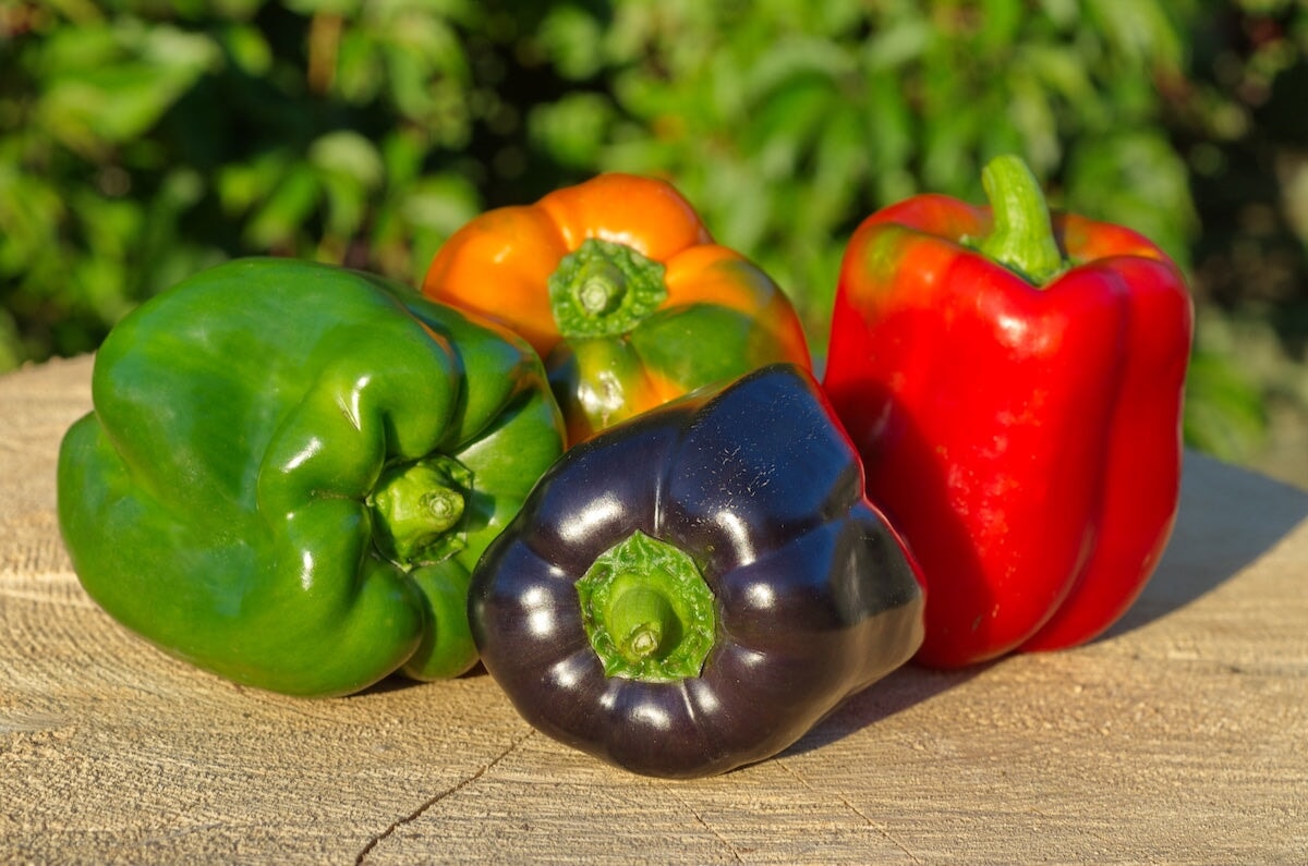 The home gardener's guide to sweet bell pepper colors and flavors ...