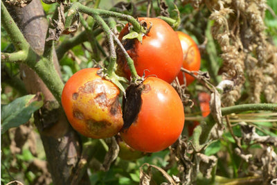 Crucial Steps You Need to Know for Tomato Blight Prevention and Control