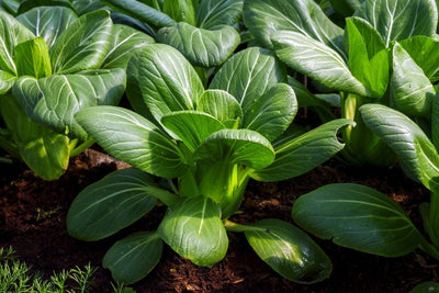 How to Plant and Harvest Quick-Growing Bok Choy (Pak Choi)