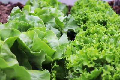 Control Bolting for Tastier Tender Greens