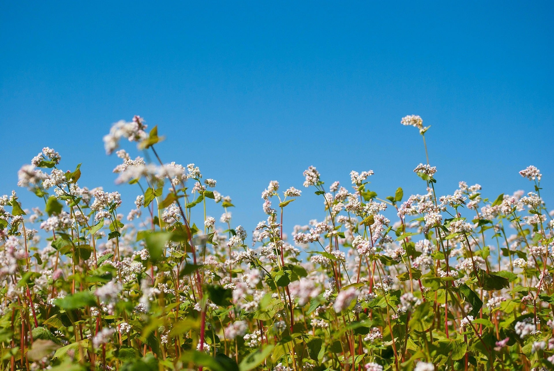 Quick, Fast, and Easy: Growing Buckwheat as a Cover Crop  Sow Right Seeds