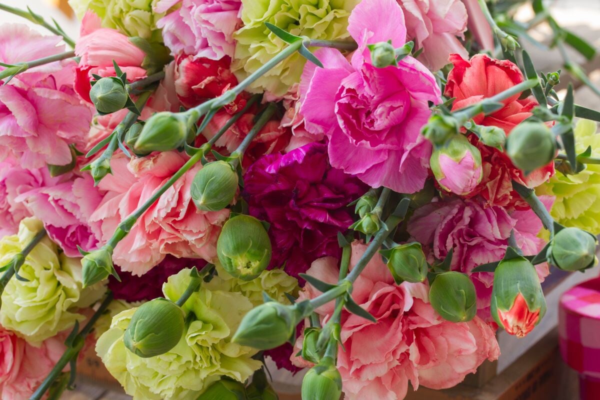 Pinks and carnations are having a comeback: here's how to grow them