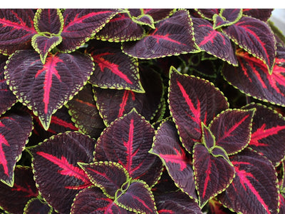 How to Grow Coleus From Seed for a Vibrant Flower Bed Filler