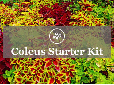 Coleus Starter Kit Guide: The Perfect Plant For Your Shade Garden