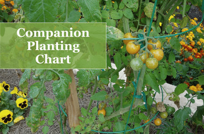 Companion Planting Chart: A Beginner's Guide for Vegetable Gardens