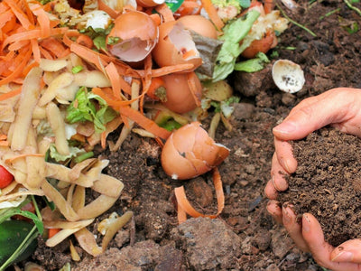 What Can You Compost? A Simple List to Create Garden Gold