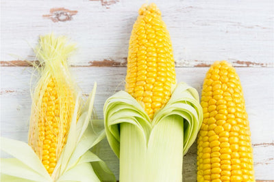 How to Plant and Grow Tender Sweet Corn in Your Home Garden