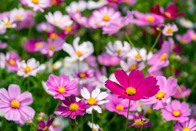 From Cottage Garden to Elegant Vase - How to Grow Cosmos Flowers