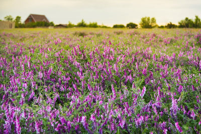 Vetch Me If You Can: Planting Hairy Vetch for a Successful Cover Crop