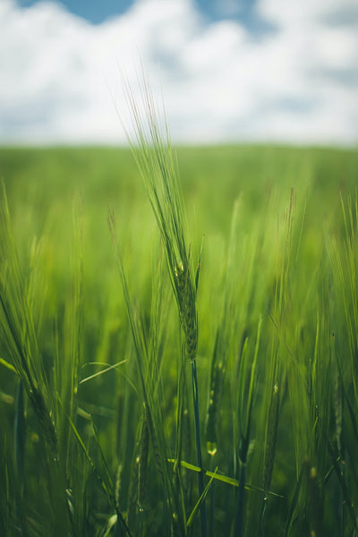 7 Reasons Why You Should Grow Winter Rye as a Cover Crop
