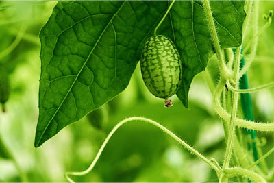 Easy Tips for Growing Cucamelon Plants from Seed