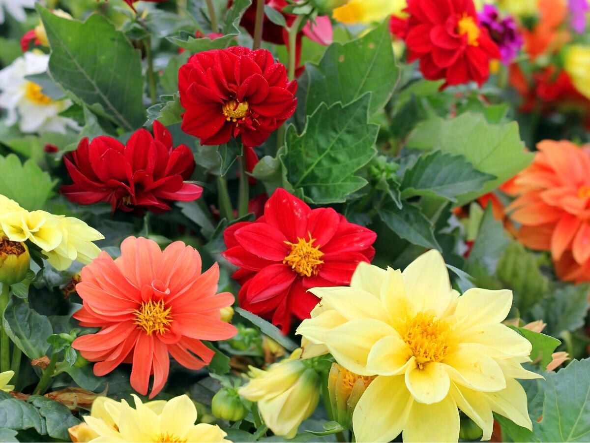 From Seed to Spectacular Blooms: How to Grow Dahlias from Seed  Sow Right  Seeds
