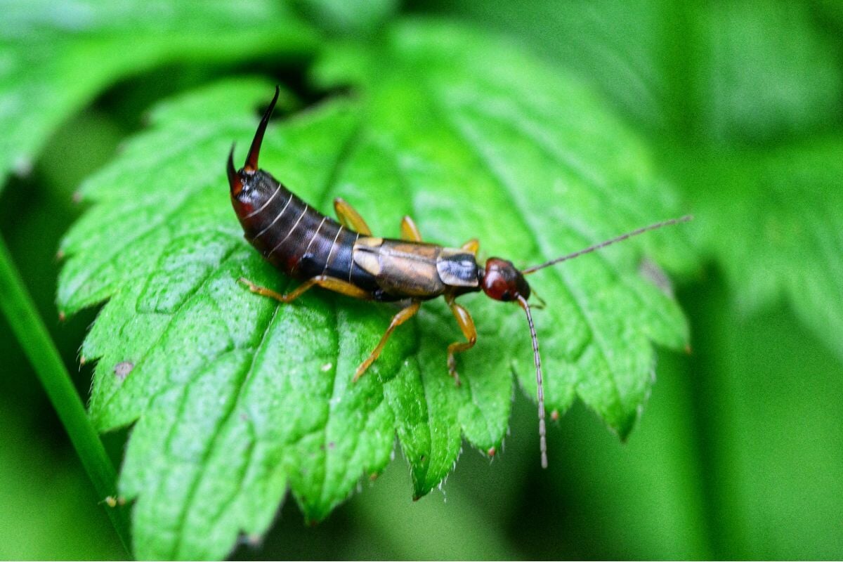 Insect with pincers sales