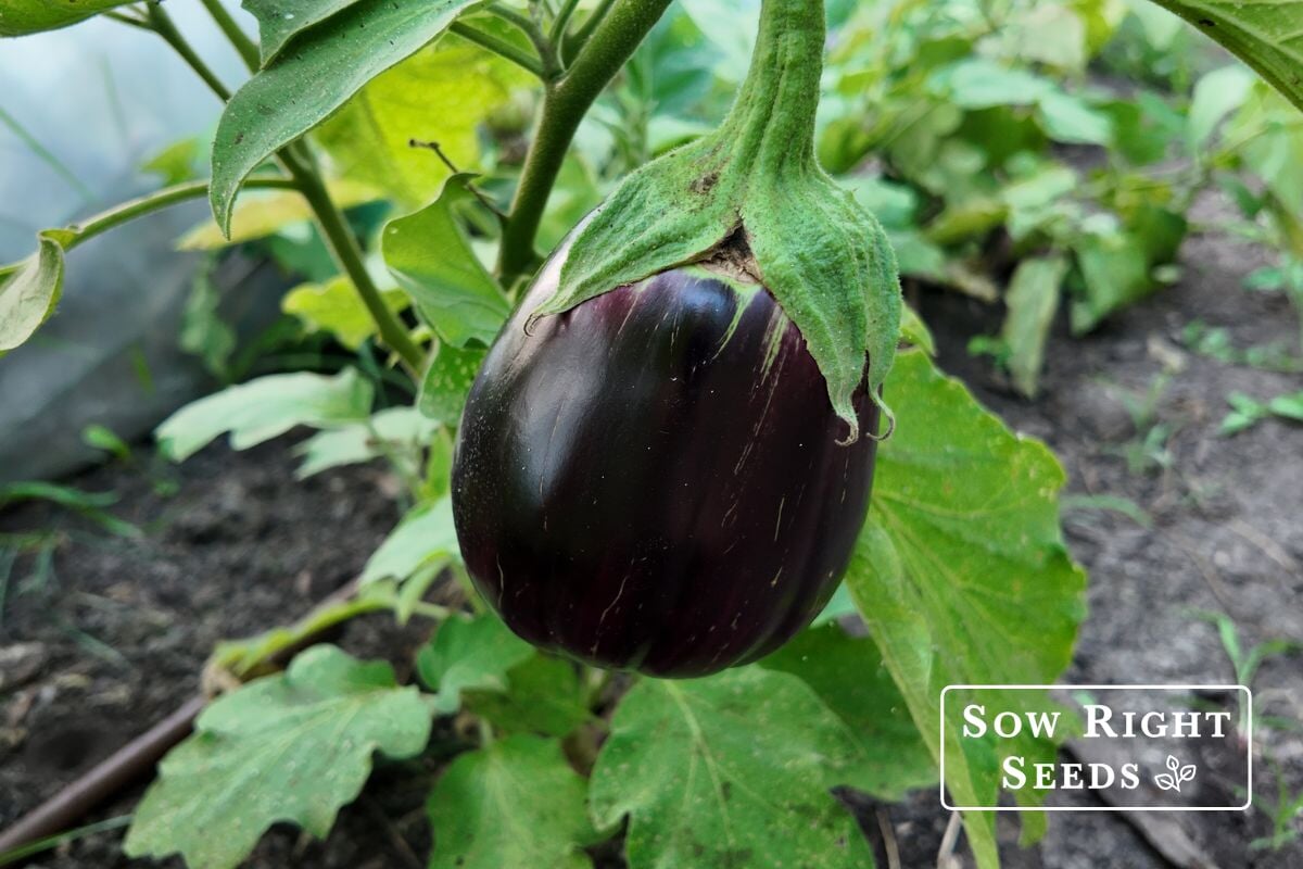 sowrightseeds.com
