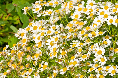 How to Grow Feverfew  Plants from Seed