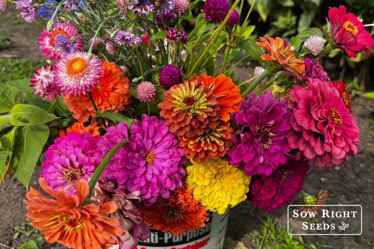 12 Summer Flowers to Plant in June (From Seed!)  Sow Right Seeds
