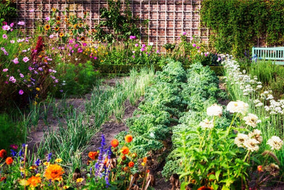 Gardening Basics: 4 Easy Steps to Get Beginners Growing