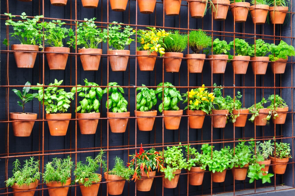 Vertical Gardening: The Beginners Guide to Trellising Plants