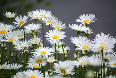 Grow German Chamomile and Relax With a Calming Cup of Tea