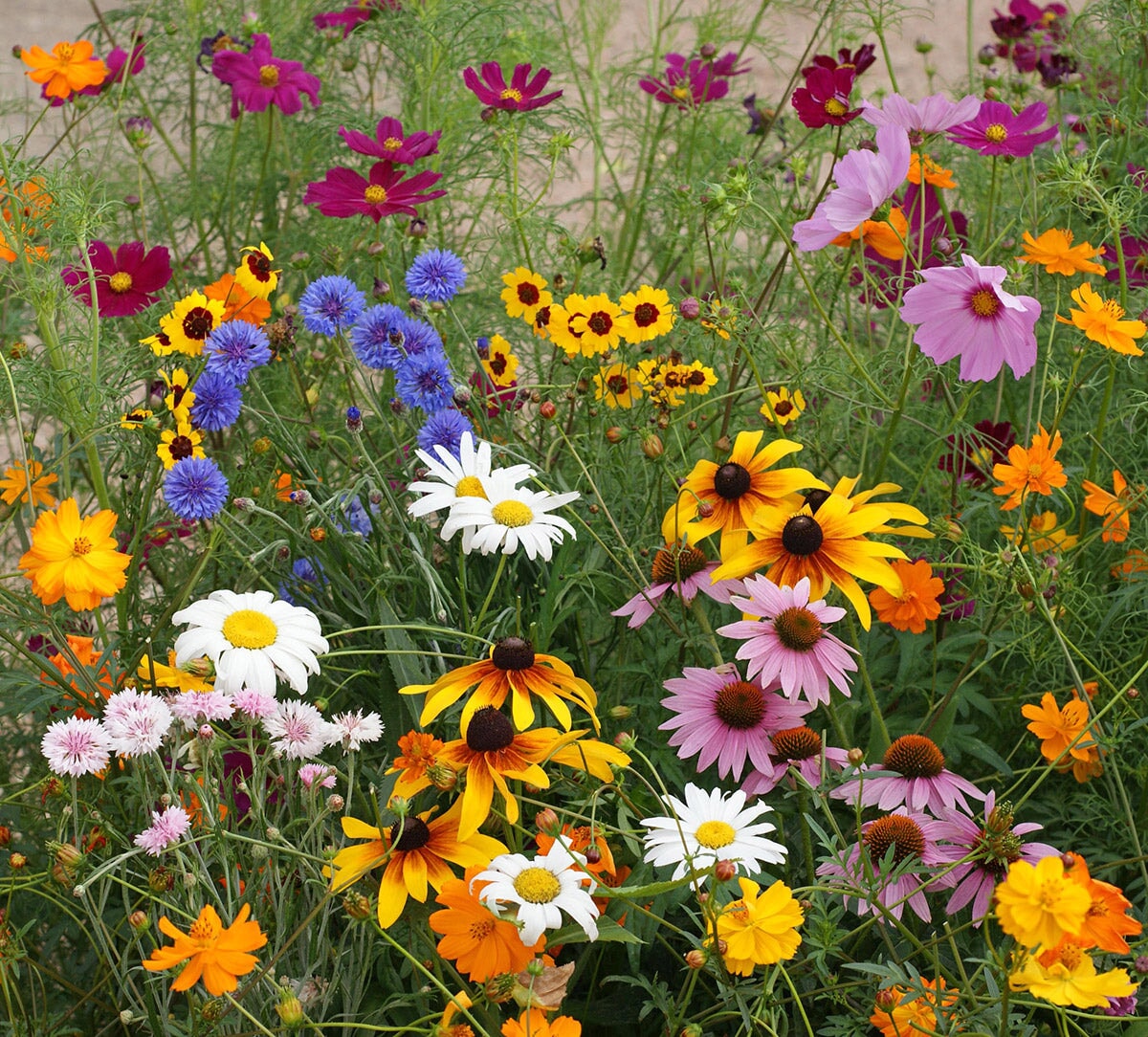 4 Tips for Growing a Beautiful Wildflower Garden - Sow Right Seeds