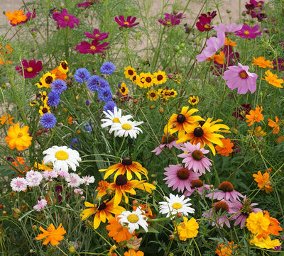 How to Plant Wildflower Seeds to Grow a Beautiful Wildflower Garden