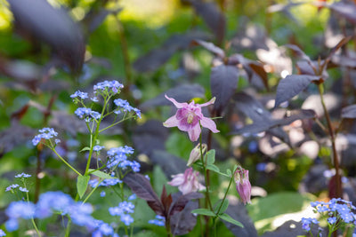 What Plants Grow Well in Shade? 20+ Great Options for Success