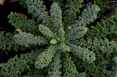 Is Kale Really a Superfood?