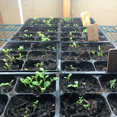 Starting Seedlings Indoors Will Jumpstart Your Garden