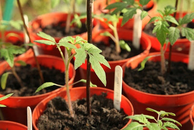 Tips & Tricks: Starting Tomatoes from Seed for Beginners