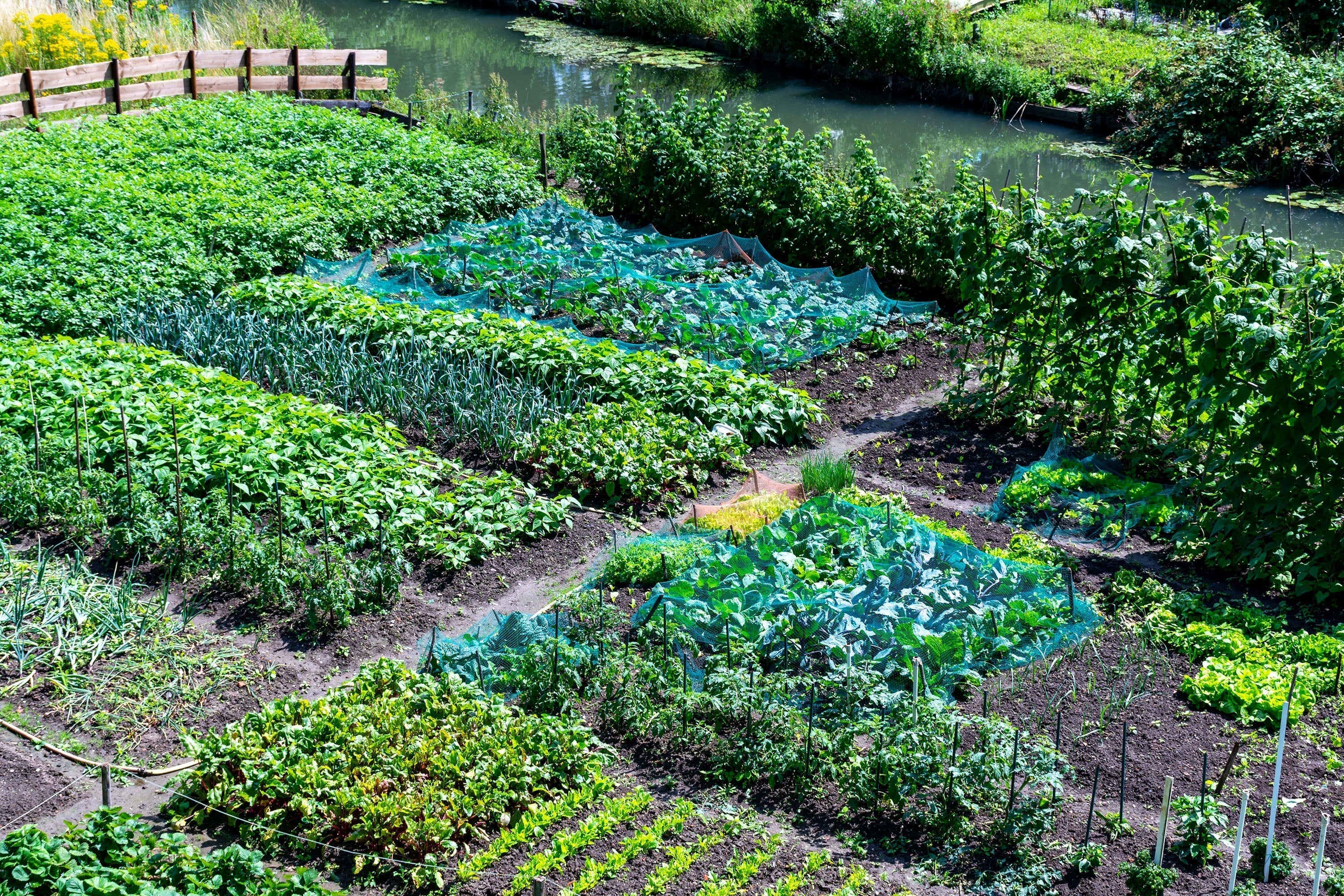 Container gardening for growing food - MSU Extension