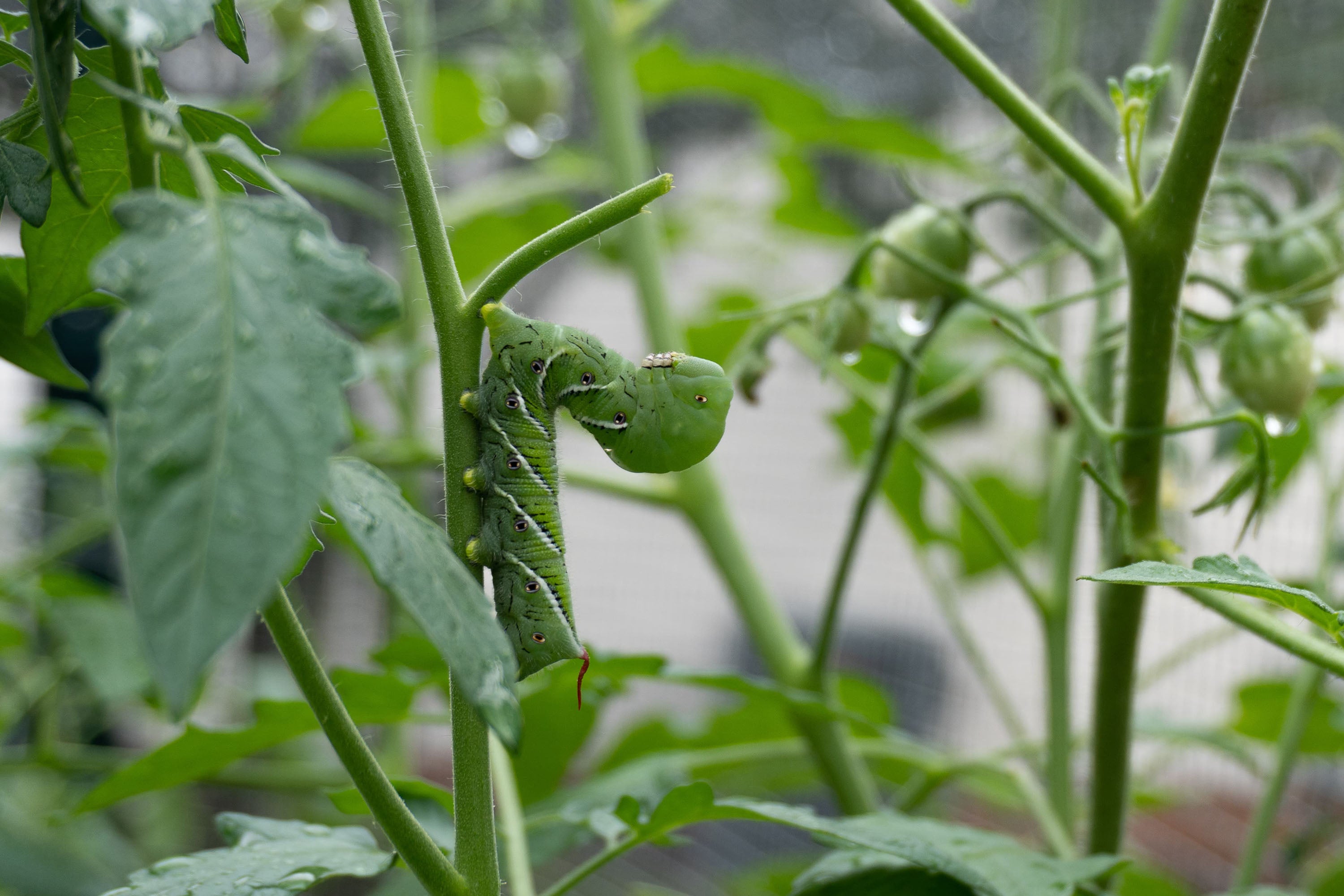 how to keep tobacco worms off tomato plants 6 Ways to Get Rid of Cutworms, Cabbage Worms & Hornworms – Sow Right Seeds