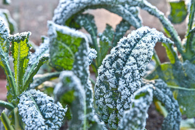 A Beginner's Guide to Overwintering Your Vegetable & Herb Garden