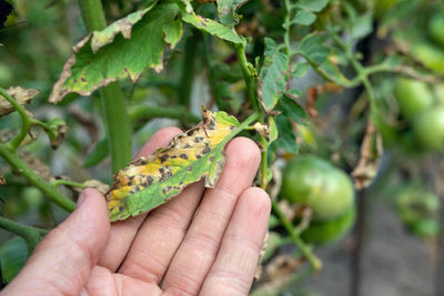 Common Plant Diseases & 12 Methods for Treating Them