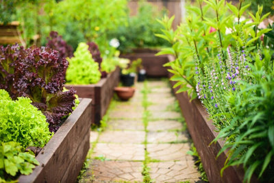 The Best Vegetables for Raised Garden Beds