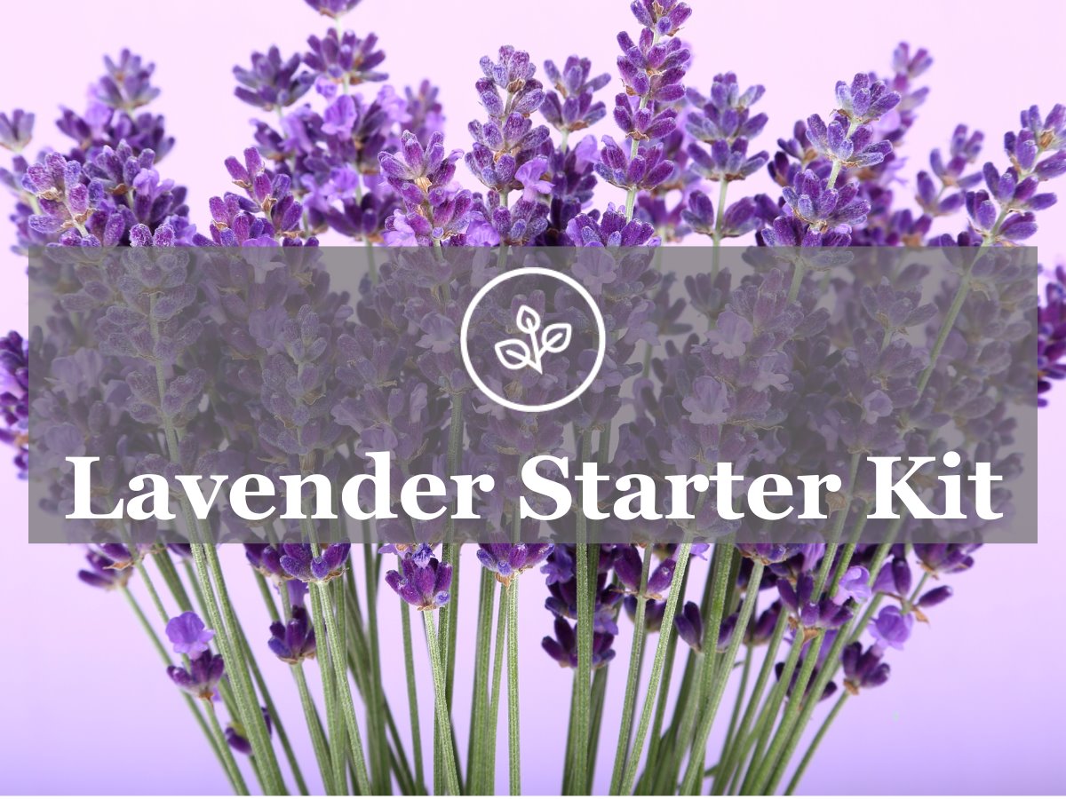 Lavender: How to Grow and Care with Success