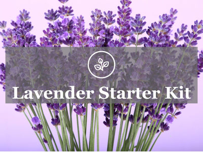 How to Get Started Growing Lavender - Lavender Garden Kit