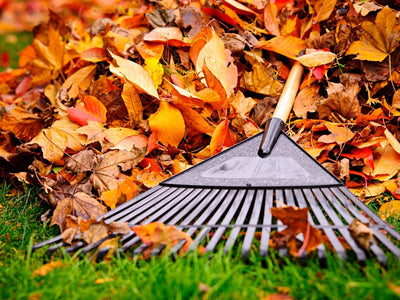 Embrace Nature's Generosity: 6 Ways to Use Fall Leaves in Your Garden