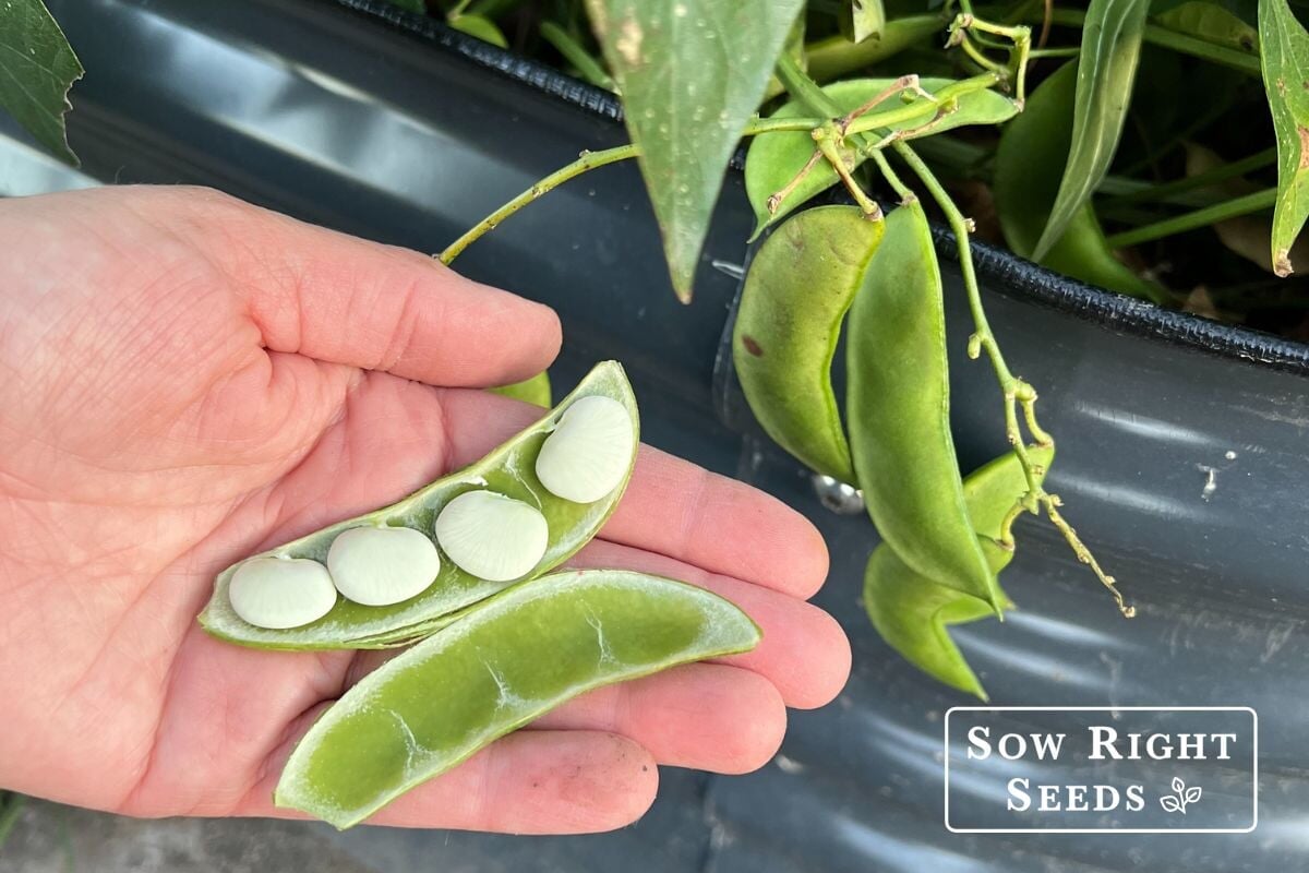Lima Bean Plant Growth Chart
