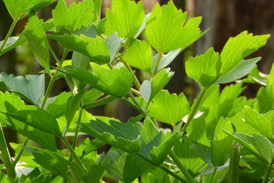 Lovage Herb: Why this Old-Fashioned Herb Is Making a Comeback