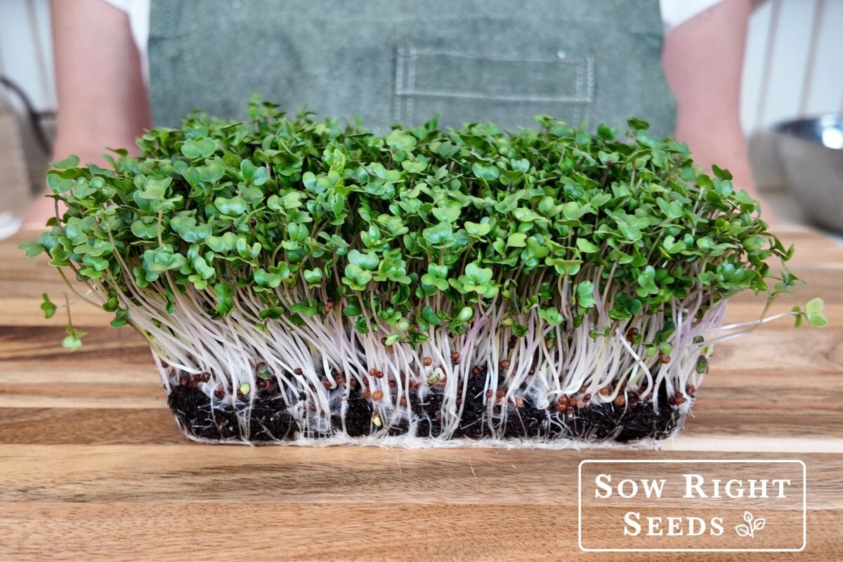 Grow Broccoli Microgreens to Increase Your Broccoli Benefits – Sow ...