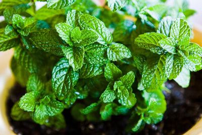 How to Grow Mint and Make it the Easiest Plant in Your Garden