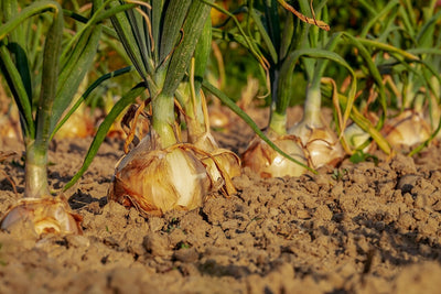 How to Grow Onions From Seed - Why It's The Best Way to Grow Big Onions