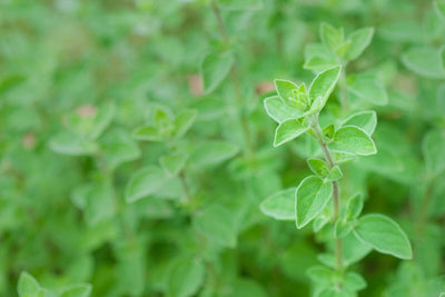 How to Grow Oregano From Seed For Years of Reliable Harvest