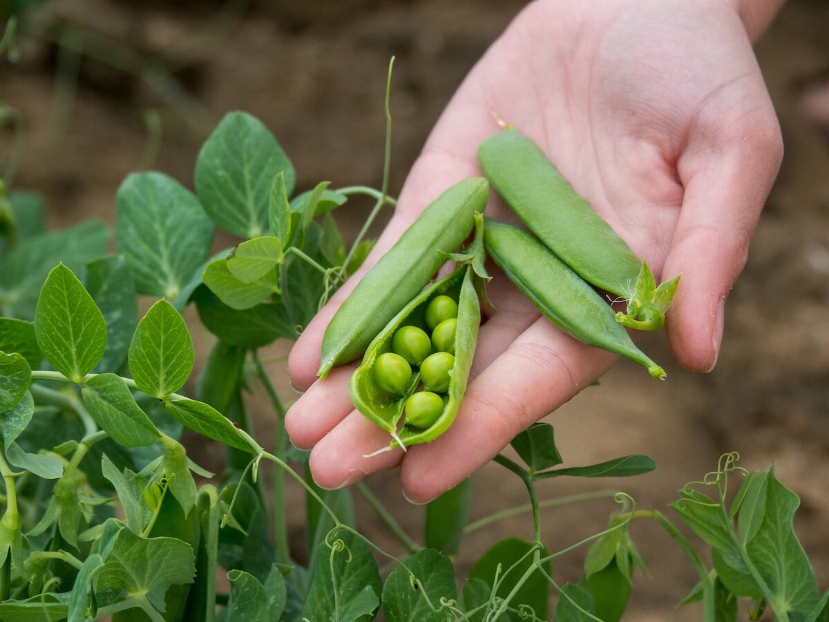 Why You Should Be Growing Fresh Garden Peas and How to Get Started  Sow  Right Seeds