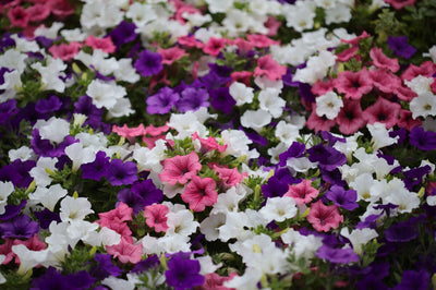 Easily Grow Petunias from Seed for Picture-Perfect Flower Beds